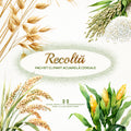 Clipart Acuarelă Recolta: Spice Grâu, Orez & Secară (PNG)