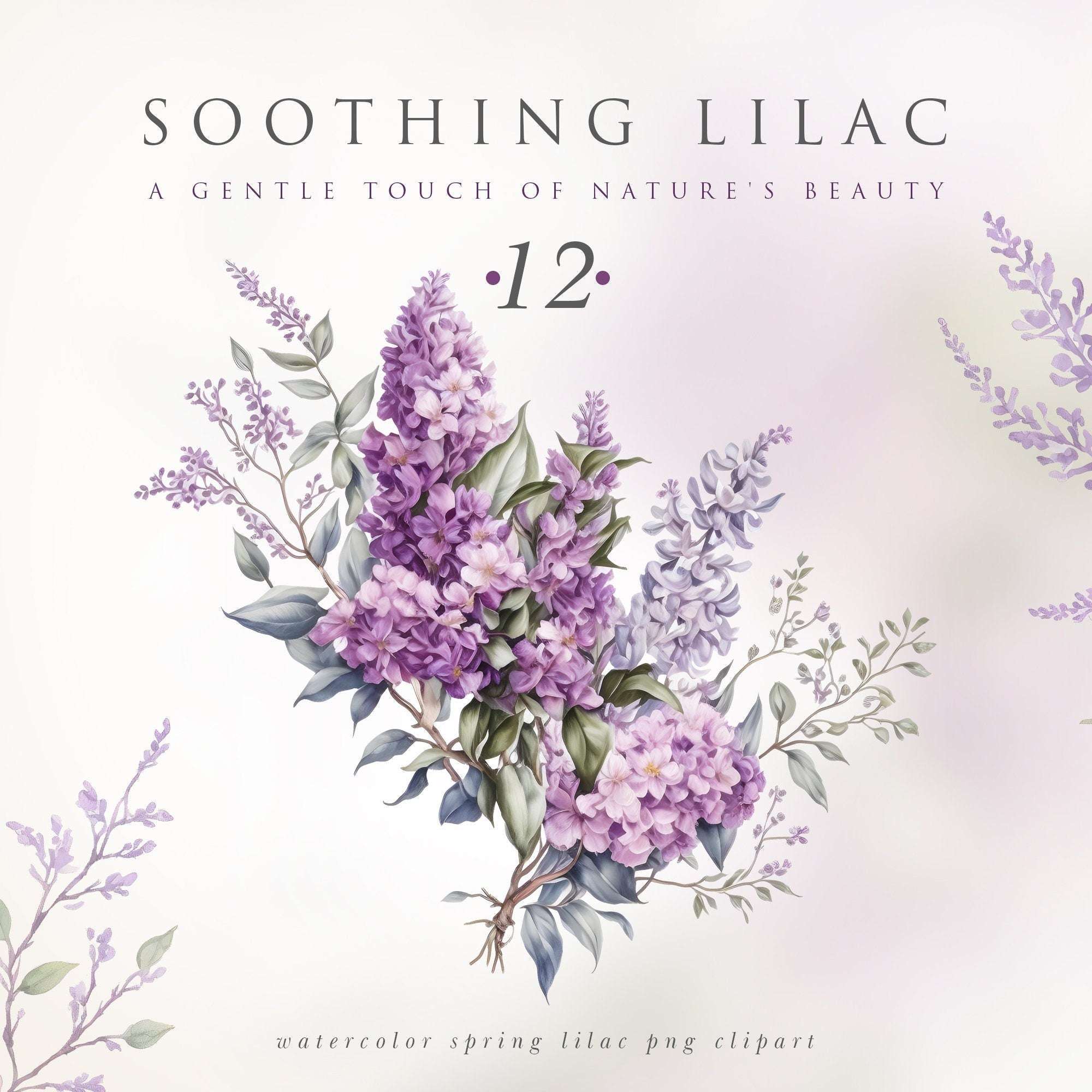 Soothing Lilac Blooms, Watercolor Lilac Clipart Set, Digital Floral Elements for Serene Creations, Lilac Bouquets, Lilac Arrangements, PNG