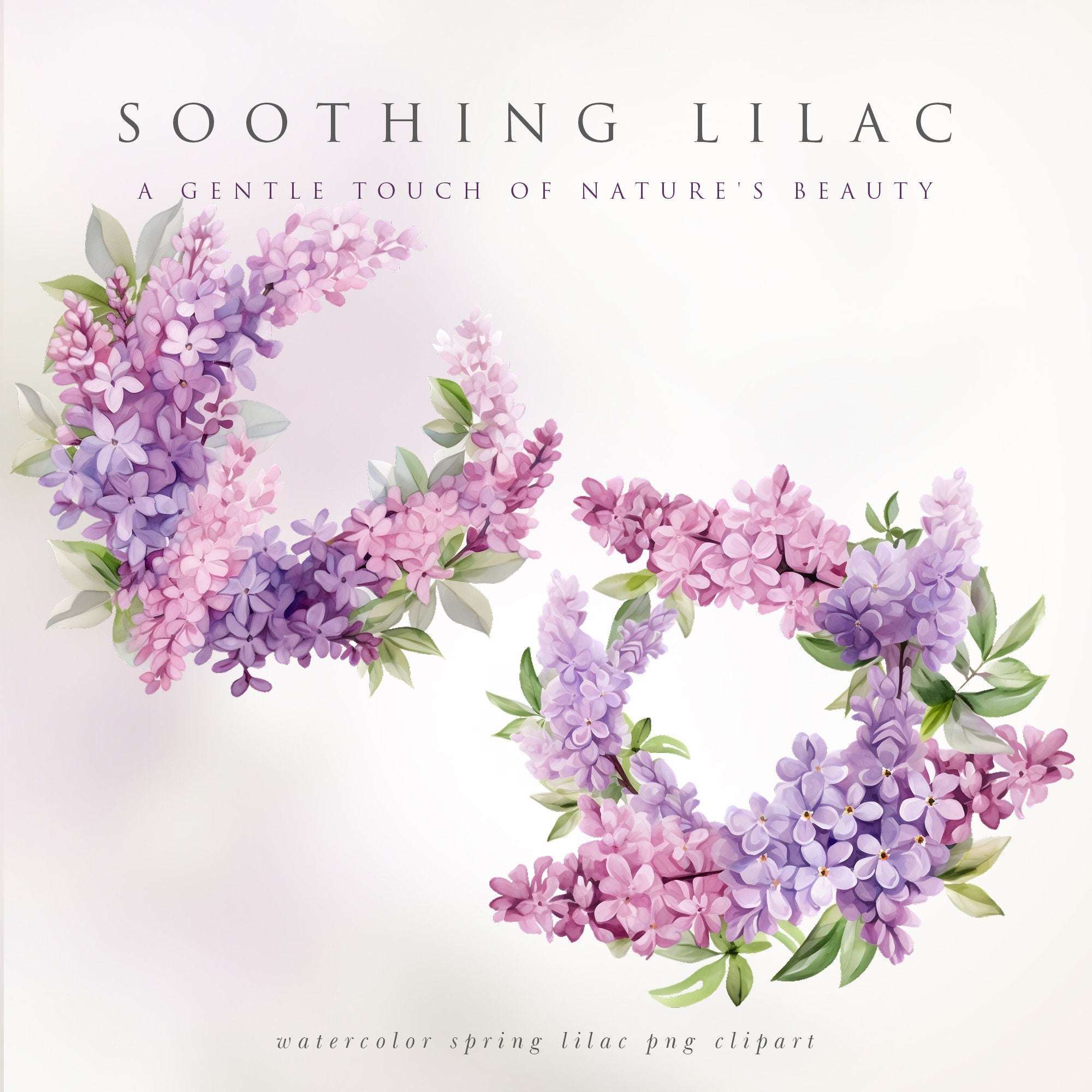 Clipart Acuarelă Flori de Liliac, Elemente Florale Liniștitoare