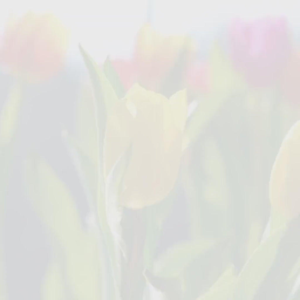 Clipart Acuarelă Lalele cu Stropi de Apă, Ilustrații Florale